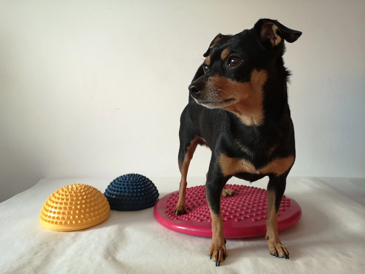 Physiotherapie für Pinscher